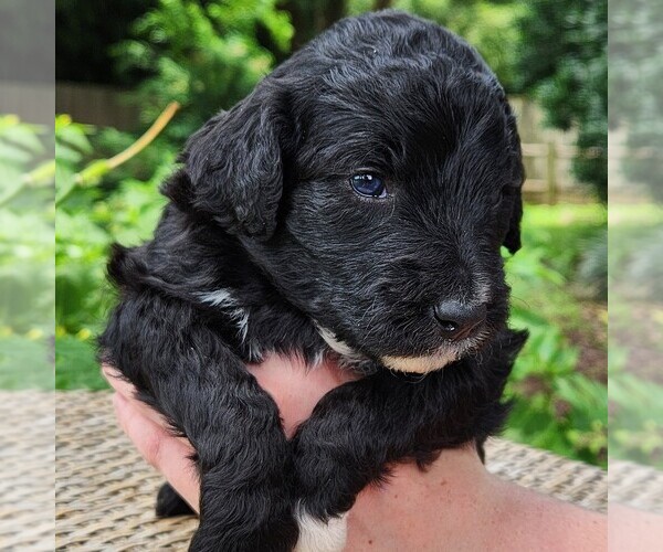Medium Photo #5 F2 Aussiedoodle Puppy For Sale in COLUMBIA, TN, USA