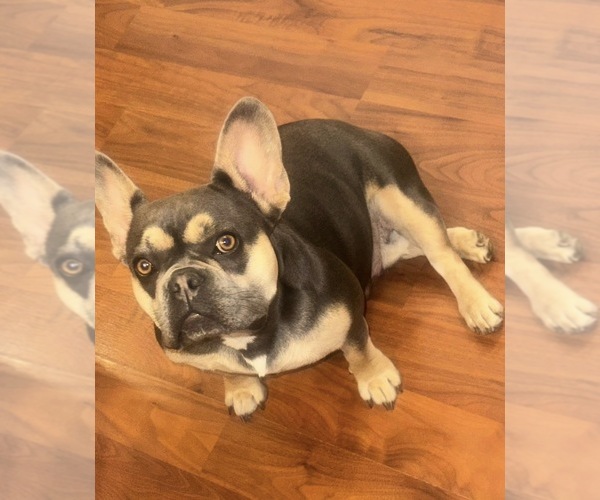Medium Photo #1 French Bulldog Puppy For Sale in PORTSMOUTH, VA, USA