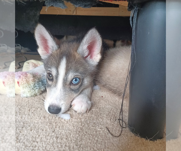 Medium Photo #2 Gerberian Shepsky Puppy For Sale in EDMORE, MI, USA