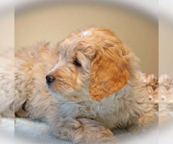 Medium Photo #3 Goldendoodle-Poodle (Miniature) Mix Puppy For Sale in CLARK, WI, USA