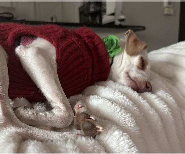 Medium Photo #4 Chihuahua-Unknown Mix Puppy For Sale in Doylestown, PA, USA