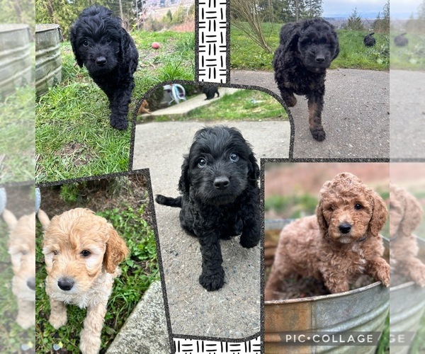 Medium Photo #1 Goldendoodle-Poodle (Miniature) Mix Puppy For Sale in BONNEY LK, WA, USA