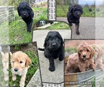 Small Photo #1 Goldendoodle-Poodle (Miniature) Mix Puppy For Sale in BONNEY LK, WA, USA