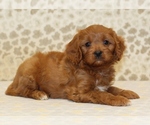 Small #1 Cavapoo