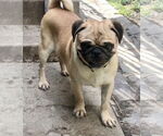 Small #2 Pug