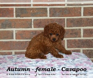 Cavapoo-Poodle (Toy) Mix Puppy for sale in CLARKRANGE, TN, USA