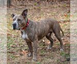 Small #4 American Pit Bull Terrier-Great Dane Mix