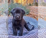 Small Photo #3 Labrador Retriever Puppy For Sale in BURNSVILLE, NC, USA
