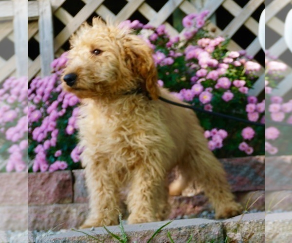Medium Photo #3 Goldendoodle Puppy For Sale in NAPPANEE, IN, USA
