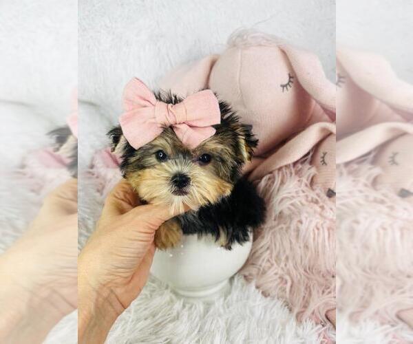 Medium Photo #1 Morkie Puppy For Sale in WEST PALM BEACH, FL, USA