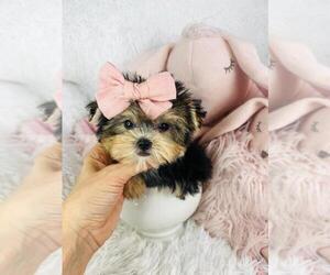 Morkie Puppy for sale in WEST PALM BEACH, FL, USA