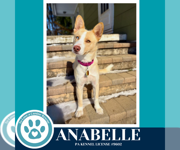 Medium Photo #2 Siberian Husky-Unknown Mix Puppy For Sale in Kimberton, PA, USA