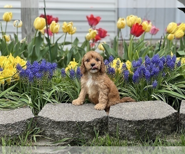 Medium Photo #2 Cavapoo (Miniature) Puppy For Sale in DUNDEE, OH, USA