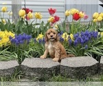 Small #1 Cavapoo (Miniature)