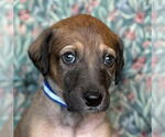 Small #1 Greyhound-Saluki Mix