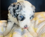 Small #14 Sheepadoodle