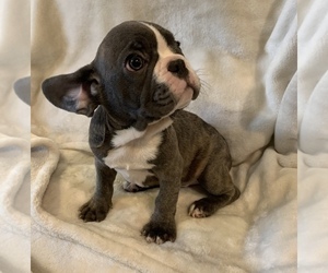 French Bulldog Puppy for sale in JOHNS ISLAND, SC, USA