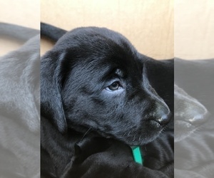 Labrador Retriever Puppy for sale in NEW OXFORD, PA, USA