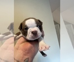 Puppy Puppy 2 Aimee Boston Terrier