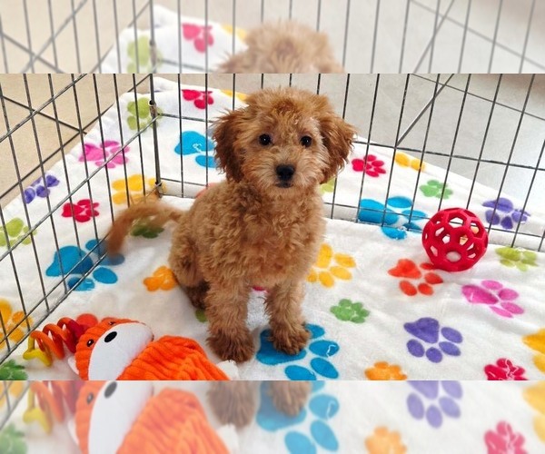 Medium Photo #7 Cavapoo mix (+ Poodle Miniature) Puppy For Sale in ORO VALLEY, AZ, USA