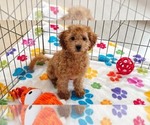 Amber - Female Cavapoo mix (+ Poodle Miniature) Puppy for Sale - Photo #7