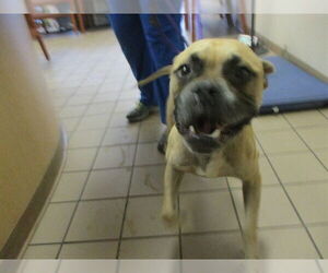 Boxer-Unknown Mix Dogs for adoption in Ocala, FL, USA