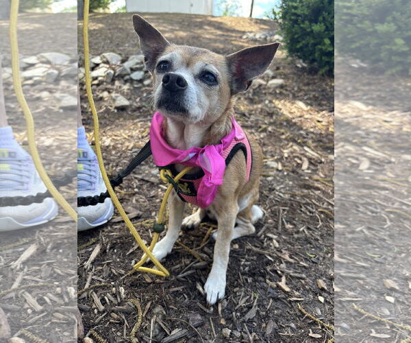 Medium Photo #2 Chihuahua Puppy For Sale in Spring Lake, NC, USA