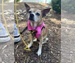 Small #1 Chihuahua