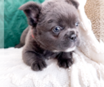 Small #1 French Bulldog