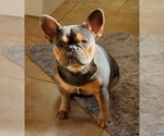 Small Photo #1 French Bulldog Puppy For Sale in LAVERNIA, TX, USA