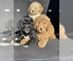 Small Photo #14 Goldendoodle-Poodle (Standard) Mix Puppy For Sale in DETROIT, MI, USA
