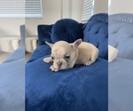 Small Photo #46 French Bulldog Puppy For Sale in CHARLOTTE, NC, USA