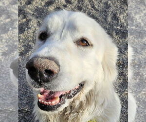 Great Pyrenees Dogs for adoption in Hamilton, MT, USA