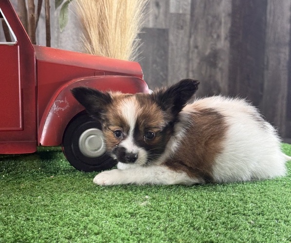 Medium Photo #4 Papillon Puppy For Sale in CANOGA, NY, USA