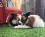 Small #3 Papillon