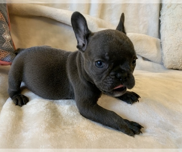 Medium Photo #11 French Bulldog Puppy For Sale in JOHNS ISLAND, SC, USA