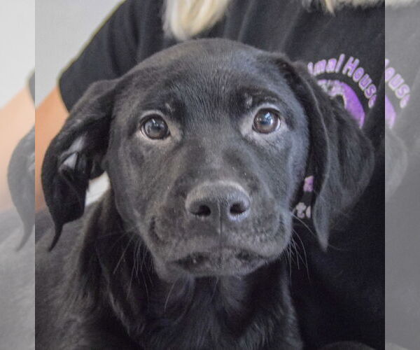 Medium Photo #5 Mutt Puppy For Sale in Huntley, IL, USA