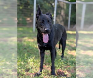 German Shepherd Dog Dogs for adoption in Sacramento, CA, USA