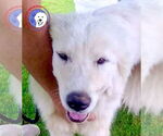 Small Great Pyrenees