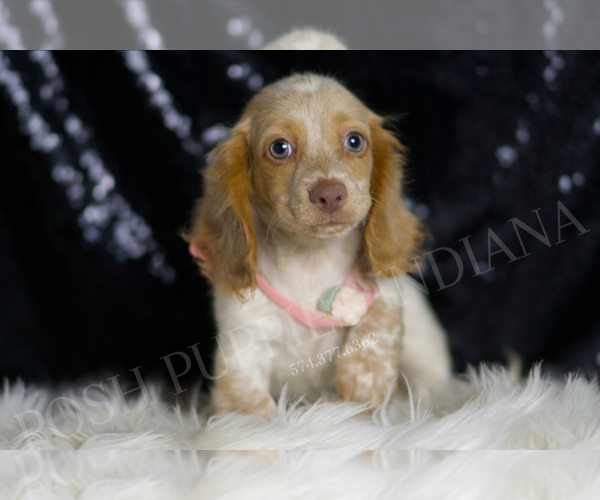 Medium Photo #3 Dachshund Puppy For Sale in WARSAW, IN, USA