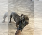 Small #2 American French Bull Terrier