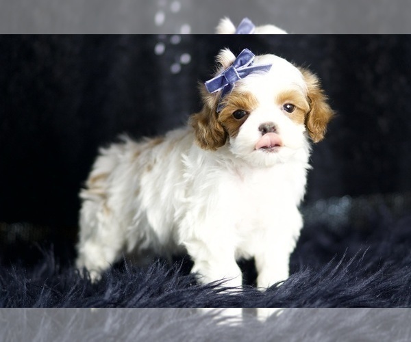 Medium Photo #6 Maltipoo Puppy For Sale in WARSAW, IN, USA
