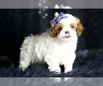 Small #5 Maltipoo