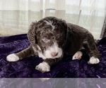 Small Photo #12 Miniature Australian Shepherd-Miniature Bernedoodle Mix Puppy For Sale in BLUE SPRINGS, MO, USA