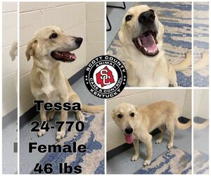 German Shepherd Dog-Great Pyrenees Mix Dogs for adoption in Georgetown, KY, USA