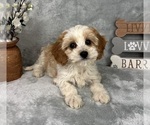 Small Cavapoo (Standard)