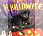 Small Photo #2 Labrador Retriever Puppy For Sale in SYLVA, NC, USA