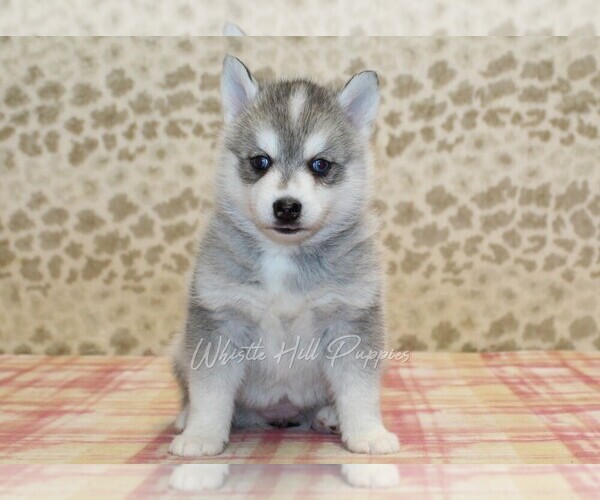 Medium Photo #3 Pomsky Puppy For Sale in DENVER, PA, USA