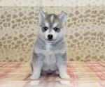 Small #2 Pomsky