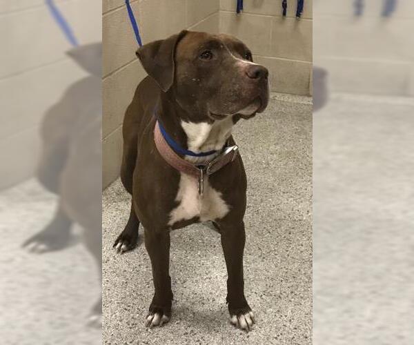 Medium Photo #1 Mutt Puppy For Sale in Conroe, TX, USA